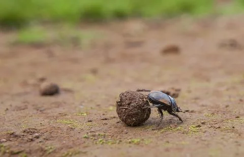 Dung beetle rolling a ball of dung Stock Photos