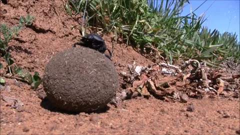 Dung beetle rolling ball Stock Footage 339889974