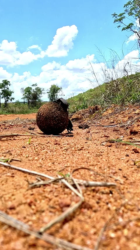 Dung beetle rolling a ball straight toward the camera at ground level Stock Footage 327386853