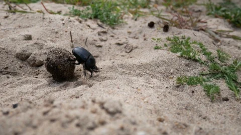 Dung beetle rolling a dung ball into his den. A tireless insect works on sand Stock Footage 107558428