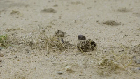 Dung beetle rolling dung ball trough South African Savanna Stock Footage 128912699