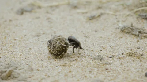 Dung beetle rolling dung ball into hole in South African savanna Stock Footage 128913173