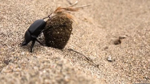Dung beetle rolling dung ball with sand. Stock Footage 306335561