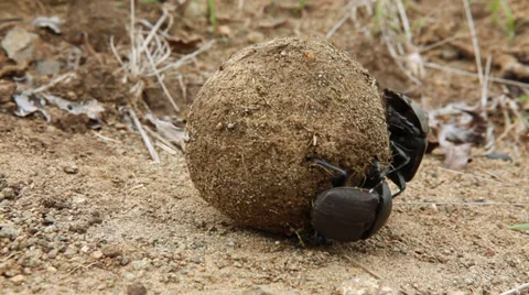 Dung beetle rolling dung Stock Footage 27347692
