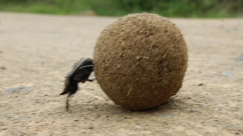 Dung beetle rolling dung Stock Footage 27348293