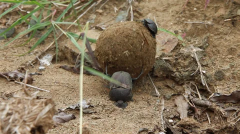 Dung beetle rolling dung Stock Footage 27348502