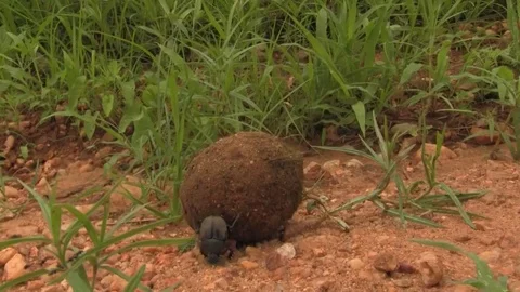 Dung beetle rolling dung Stock Footage 83098042