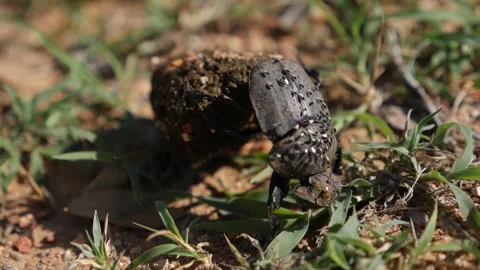 Dung beetle rolling dung in a slow motion. Closeup of Geotrupes stercorarius Stock Footage 246828212