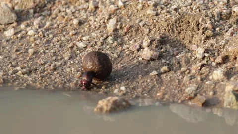 A dung beetle rolling its dung ball out of the water Stock-Footage 325839257