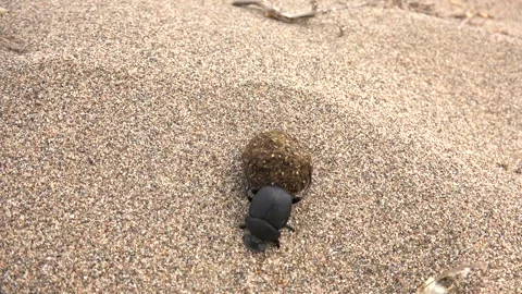 Dung beetle rolling manure ball - Coprophagous Insect and Scarabaeidae Family Stock Footage 339698635