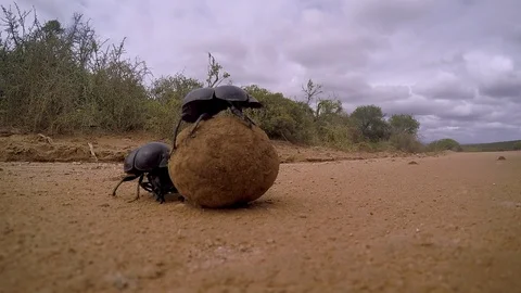 Dung beetle rolling a pile of dung away from its competitors. Vídeo Stock 92709817