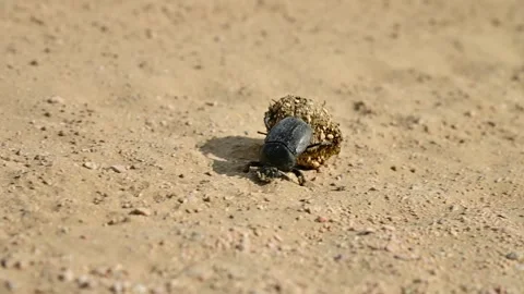 Dung beetle rolls ball of dung across sandy ground in slow motion sequence Stock Footage 341475136