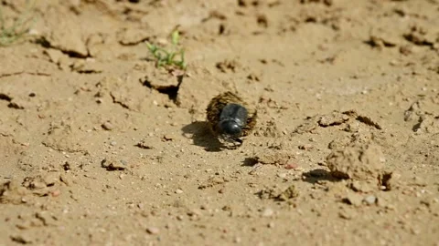 Dung beetle rolls ball of dung across sandy ground in slow motion sequence Stock Footage 341475149