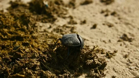 Dung beetle rolls ball of dung across sandy ground in slow motion sequence Stock Footage 341475166