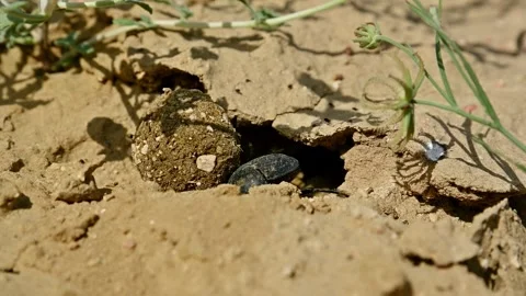 Dung beetle rolls ball of dung into burrow on dry ground in slow motion Stock Footage 341475183