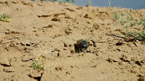Dung beetle rolls ball of dung across sandy terrain in natural habitat Stock Footage 342501353