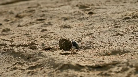 Dung beetle rolls ball of dung across sandy terrain in natural habitat Stock Footage 342501399