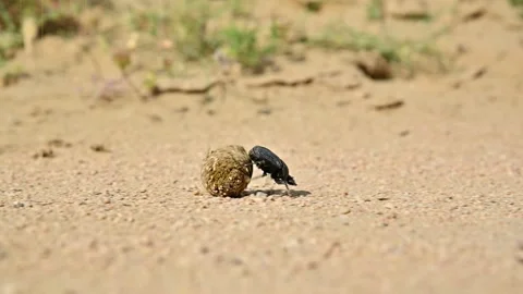 Dung beetle rolls dung ball across sandy terrain in natural habitat Stock Footage 341789352