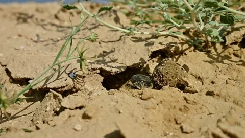 Dung beetle rolls dung ball into burrow on dry, cracked earth surface Stock Footage 341789442