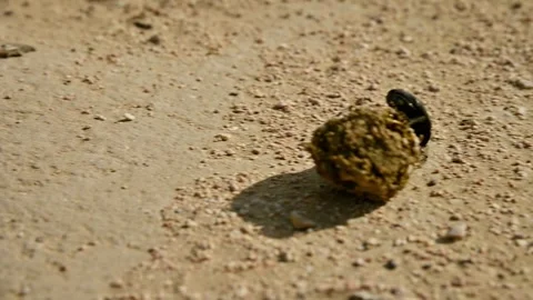 Dung beetle rolls dung ball across sandy ground in natural habitat Stock Footage 341789586