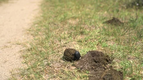 Dung beetle rolls a round ball of animal dung - Beetle Rolling and Ground Insect Stock Footage 339836618