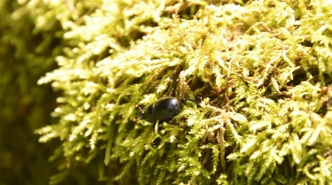 Dung-beetle (Scarabaeus) falling of moss. Stock Footage 44640890