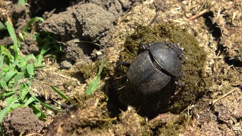 A dung beetle shapes a perfect ball of dung and rolls it backward across the Stock Footage 342907454