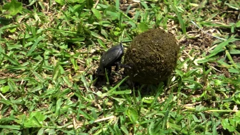 A dung beetle shapes a perfect dung ball and rolls it backward across the Stock Footage 342907379