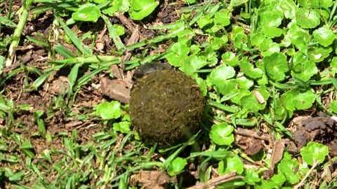 A dung beetle shapes a perfect dung ball and rolls it backward across the Stock Footage 342907397