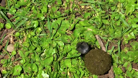 A dung beetle shapes a perfect dung ball and rolls it backward across the Stock Footage 342907413