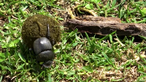 A dung beetle shapes a perfect dung ball and rolls it backward across the Stock Footage 342907436