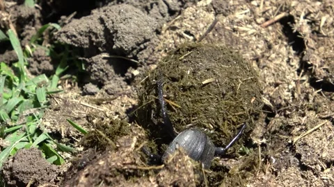 A dung beetle shapes a perfect dung ball and rolls it backward across the Stock Footage 342907935