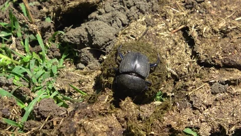 A dung beetle shapes a perfect dung ball and rolls it backward across the Stock Footage 342909000