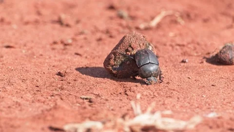 Dung beetle shaping and climbing on animal dung Stock Footage 326359641