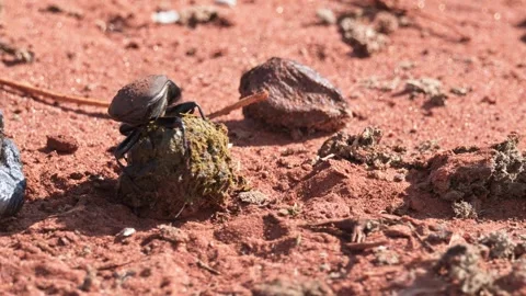 Dung beetle shaping and climbing on animal dung Stock Footage 326360439