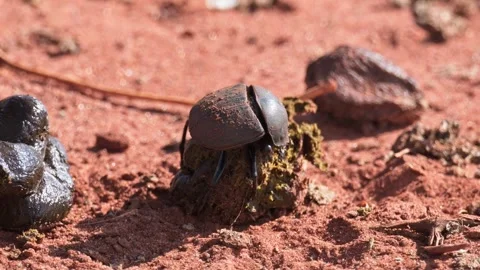 Dung beetle shaping and climbing on animal dung Stock Footage 326360516