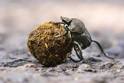 Dung beetle struggling Stock Photos