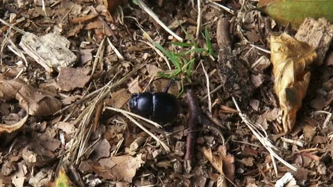 Dung beetle stumble and fall creeping on forest ground Stock Footage 141132701