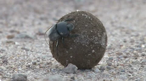 Dung beetle transporting his house Stock Footage 11150908