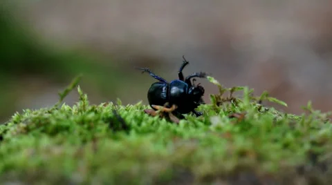 Dung beetle turn over 스톡 동영상 39859432