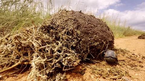 Dung beetle use hind legs to roll ball made from elephant droppings 스톡 동영상 305167917