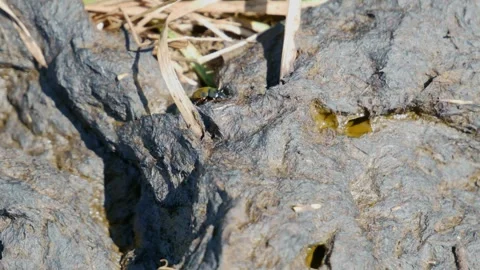 Dung Beetle Walking Around Pat Stock Footage 240645565