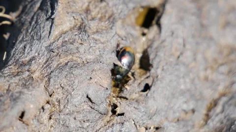 Dung Beetle Walking Stock Footage 240645561