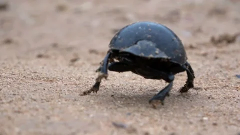 Dung Beetle walking on the ground, 2022 Stock Footage 232288282