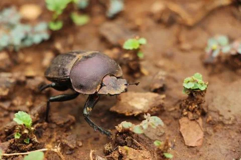 Dung beetle walking on the ground Stock Photos