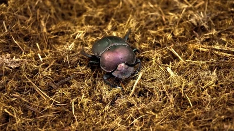 Dung beetle walking over dry straw textured ground Stock Footage 340797713