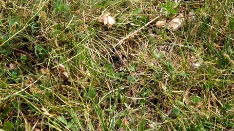 Dung beetle walking in a prairie Stock Footage 158511102