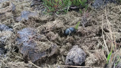 DUNG BEETLE Dung Beetle Crawling out of Dung pile (Geotrupes stercorarius), 4k Stock Footage 231251920