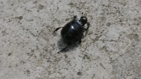 Dung beetles are beetles that eat feces. Stockbeeldmateriaal 289726979
