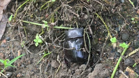 Dung beetles are beetles that eat feces. Видео 289727637